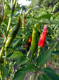Thai Dragon Pepper – Spicy Vegetable Garden Seeds