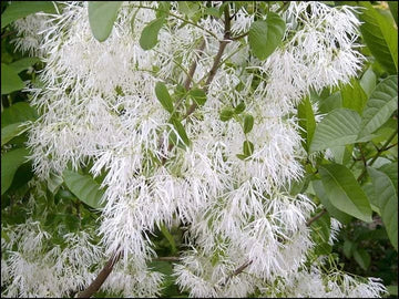Chionanthus Virginicus Fragrant Fringe Tree Seeds