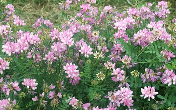 Coronilla Varia Crown Vetch Hardy Ground Cover Vine Seeds