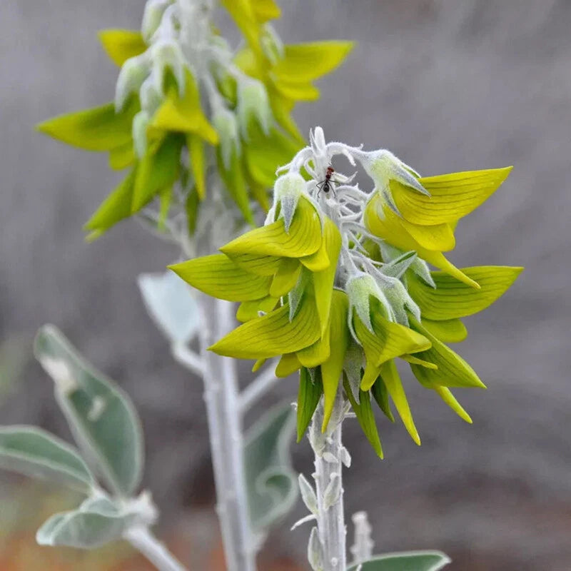 Regal Birdflower Crotalaria Cunninghamii – Hummingbird Attracting Flower Seeds