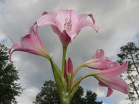 Crinum Lily Heartbreaker – Garden Flower Seeds