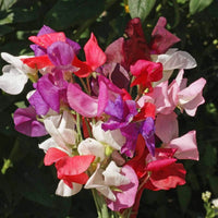 Royal Family Sweet Pea Mix – Hardy Climbing Flower Seeds