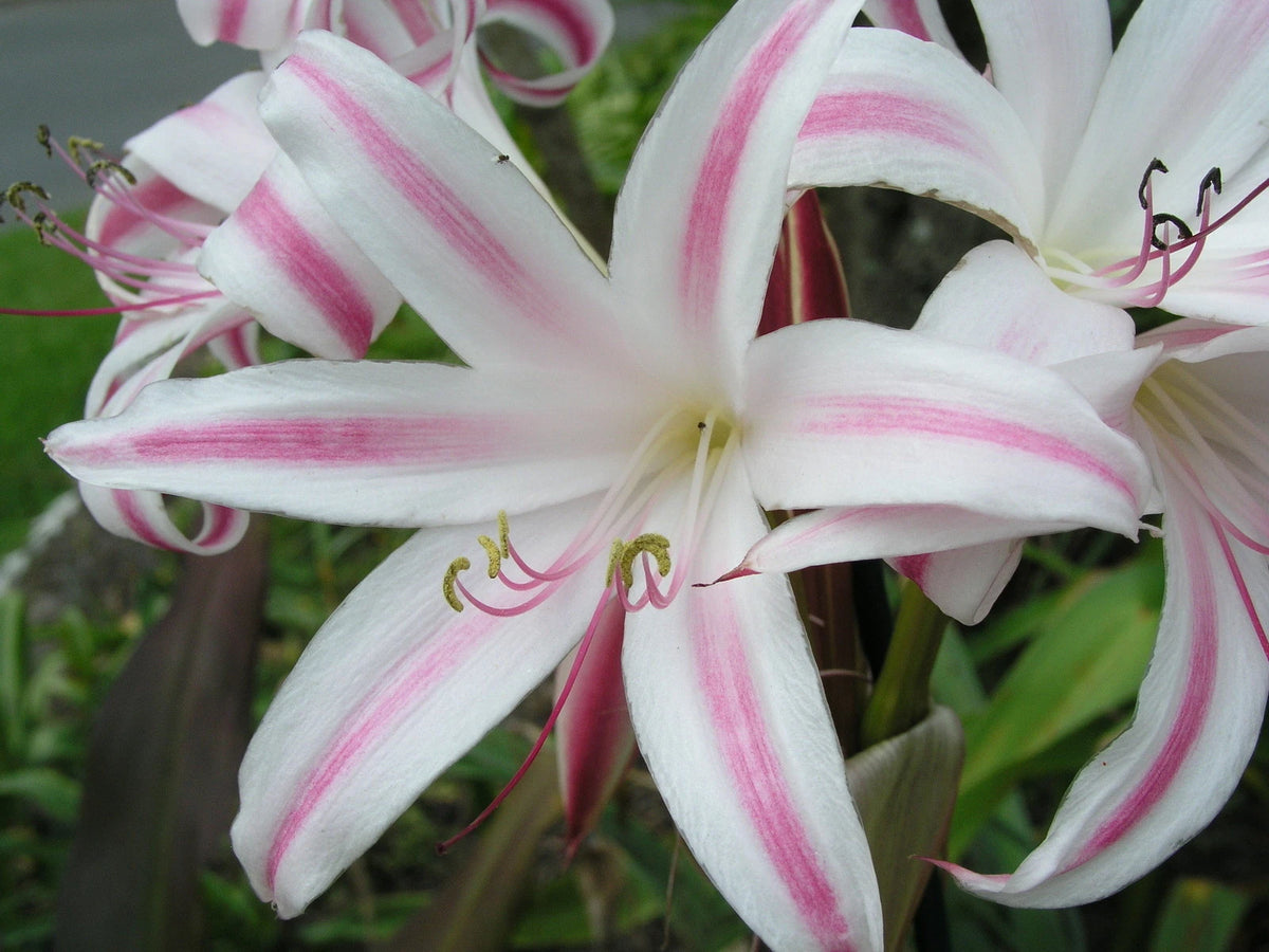 Crinum Lily Grab Bag At Least Types - Over Off - Flower Seeds