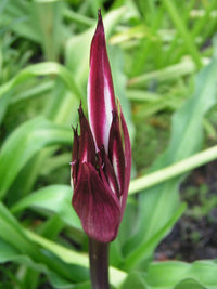 Crinum Lily Zeylanicum Species Small-size Bulb New - Flower Seeds
