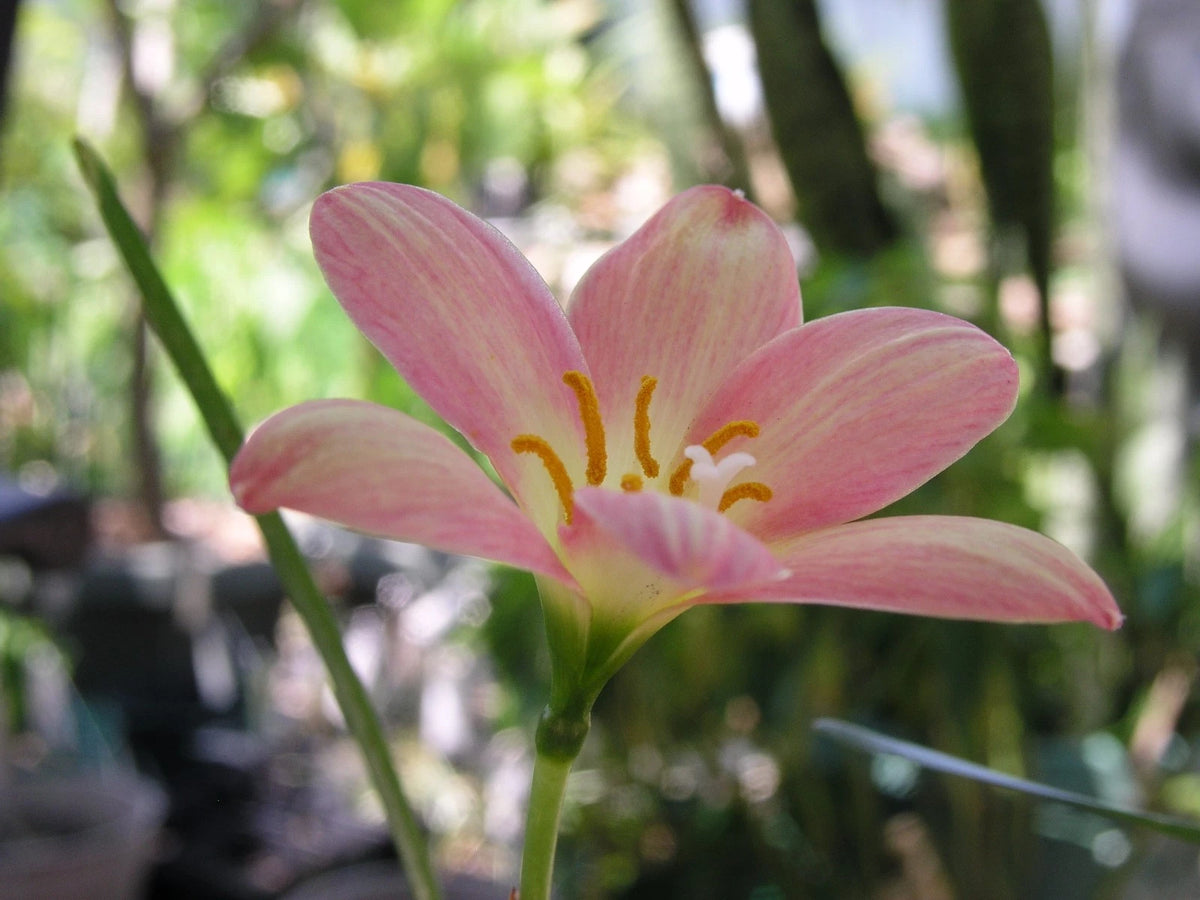 Rain Lily Zephyranthes Eastern Pearl 1 Bulb New Habranthus