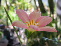 Rain Lily Zephyranthes Eastern Pearl 1 Bulb New Habranthus