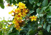 Markhamia Lutea Seeds Nile Tulip Trumpet or Siala Shrub or Small Tree Category eg, Flower Seeds