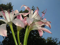 Crinum Lily Pink Perfume Large Blooming-size Bulb New Fragrant -