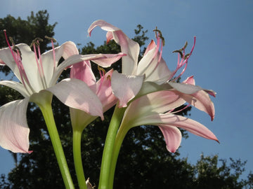 Crinum Lily Pink Perfume Large Blooming-size Bulb New Fragrant -
