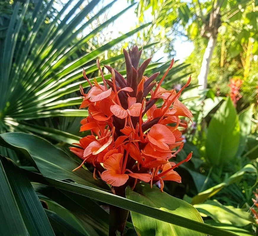 Hedychium Deceptum Rubrum Cold Hardy Red Ginger Lily Seeds