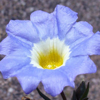 Nolana Paradoxa – Chilean Bellflower Blue Wildflower Seeds