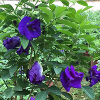 Blue Butterfly Pea Clitoria Ternatea – Flower Vine Seeds