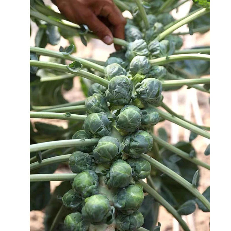 Brussels Sprout Cabbage Green Vegetable Seeds For Planting