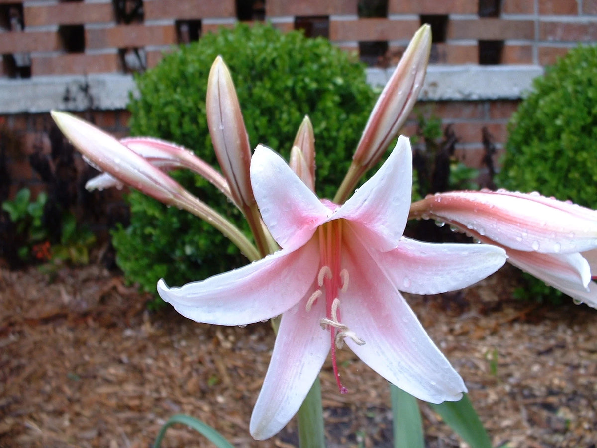Crinum Lily Bulbispermum Chess Queen Small-size Bulb - Flower Seeds