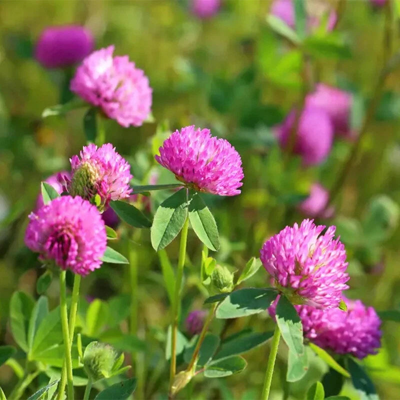 Shamrock Or Red Clover - 50g Seeds - Flower Seeds