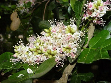 Schotia Latifolia Flowering African Tree Seeds