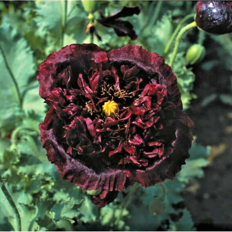Black Tree Peony Paeonia Suffruticosa – Perennial Flower Seeds