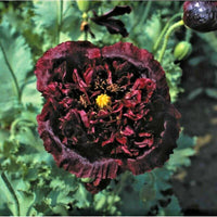 Black Tree Peony Paeonia Suffruticosa – Perennial Flower Seeds