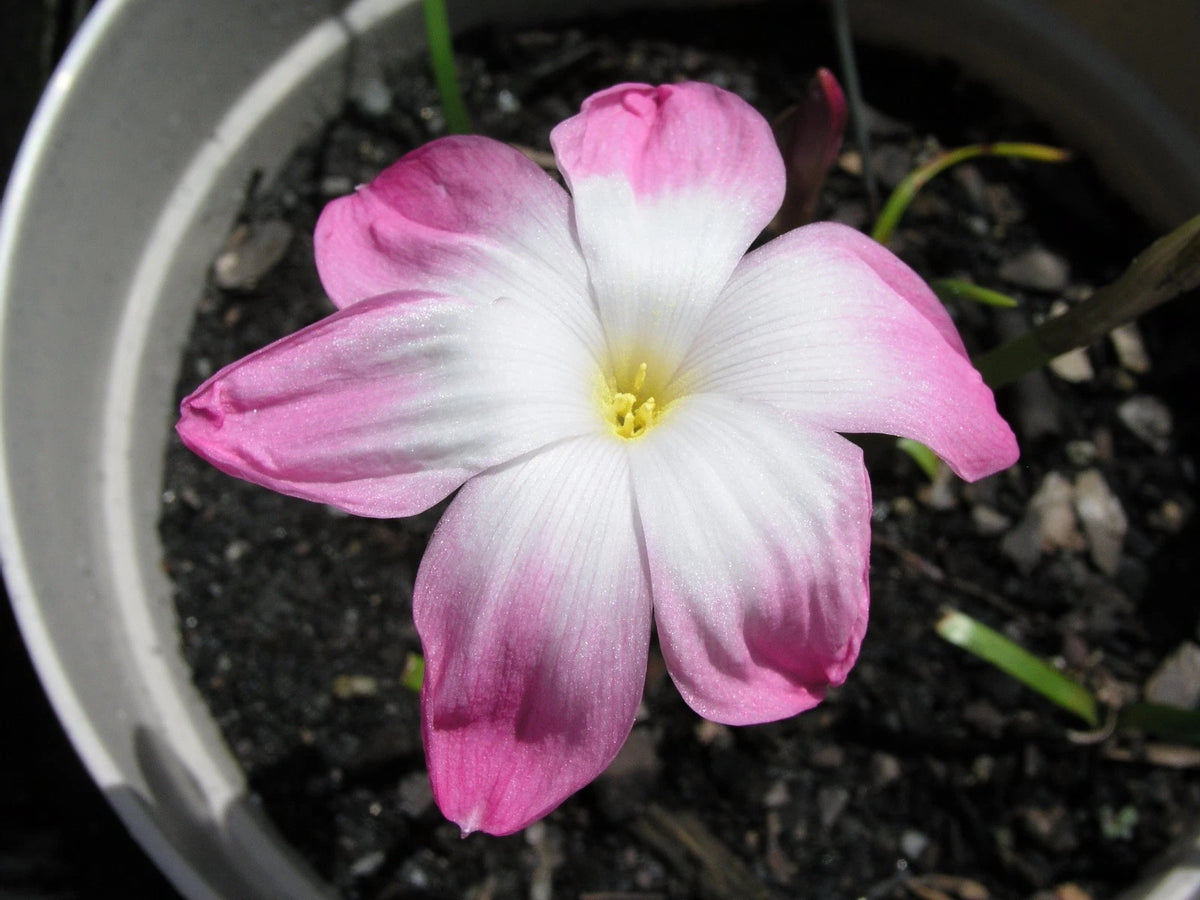 Rain Lily Zephyranthes Labufarosea – Seasonal Garden Flower Seeds