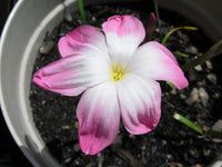Rain Lily Zephyranthes Labufarosea – Seasonal Garden Flower Seeds