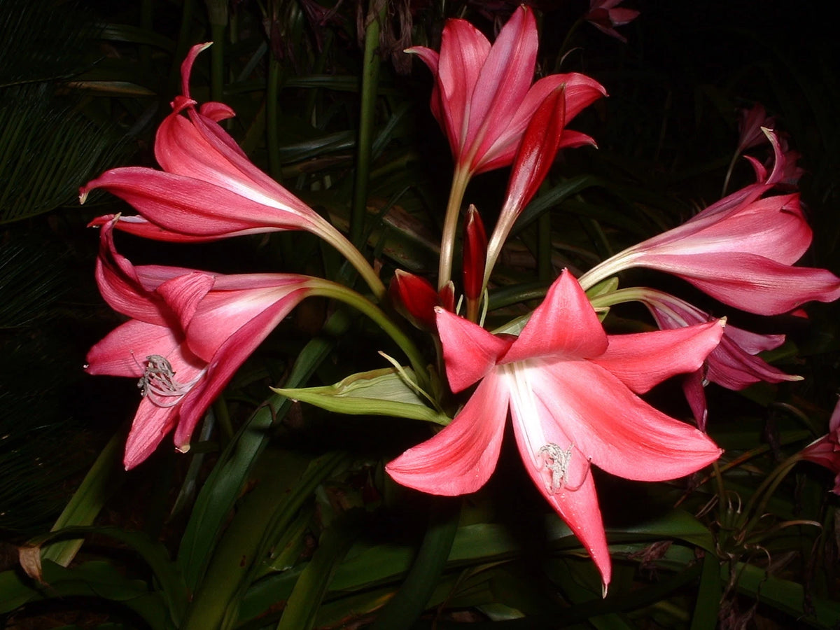 Crinum Lily Magenta – Garden Flower Seeds