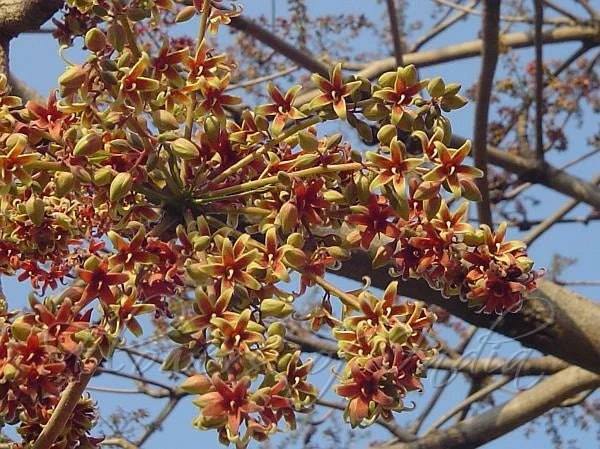 Sterculia Foetida – Java Olive Ornamental Tree Seeds