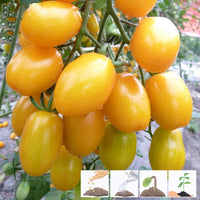 Yellow Pear Tomato – Heirloom Vegetable Garden Seeds
