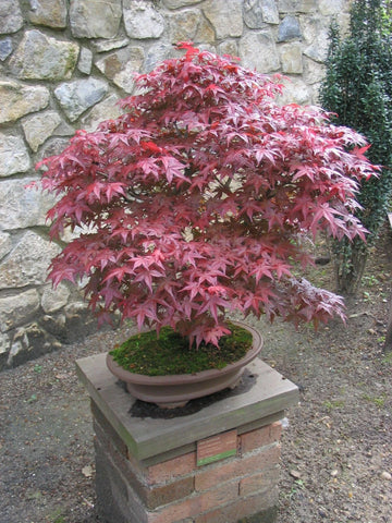Red Japanese Maple Acer Palmatum Atropurpureum Ornamental Tree Seeds