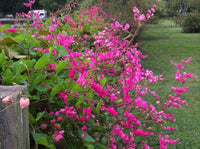 Coral Vine Antigonon Leptopus – Everblooming Climbing Flower Seeds