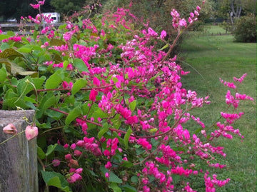 Coral Vine Antigonon Leptopus – Everblooming Climbing Flower Seeds
