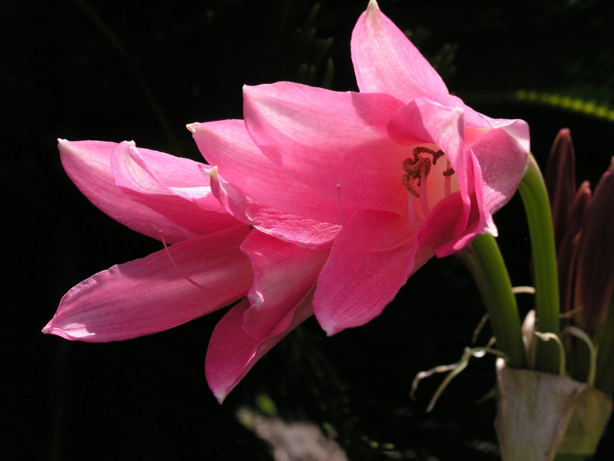 Crinum Lily Pink – Garden Flower Seeds for Planting