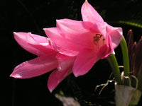 Crinum Lily Pink – Garden Flower Seeds for Planting