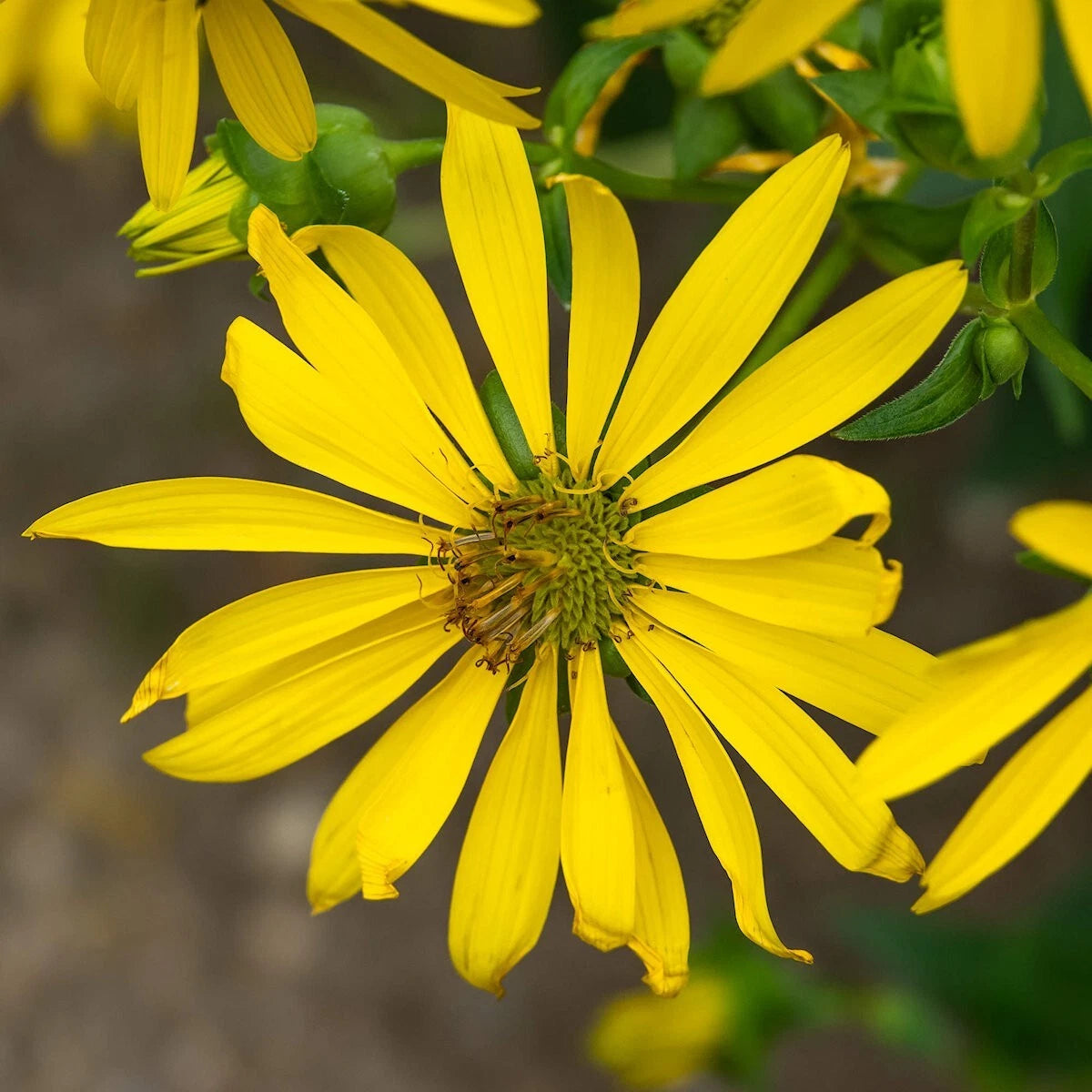 Rosin Weed – Hardy Wildflower Garden Seeds