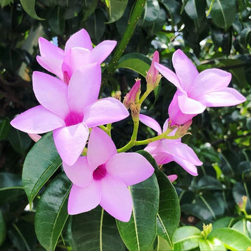 Cryptostegia Grandiflora Flowering Rubber Vine Seeds