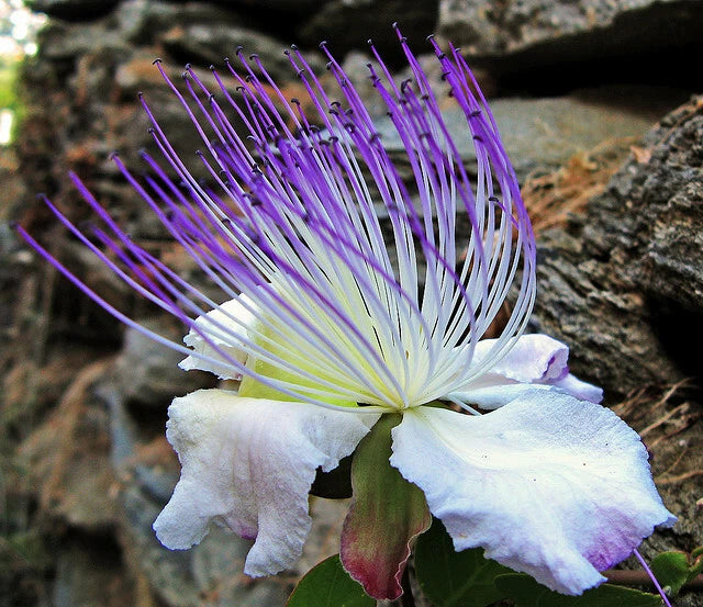 Capparis Spinosa Caper Bush Edible Flinders Rose Usa – Perennial Flower Seeds