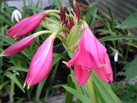 Crinum Lily Rose Parade Small-size Bulb New - Flower Seeds