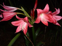 Crinum Lily Code – Garden Flower Seeds