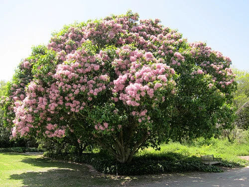 Calodendrum Capense – African Cape Flowering Tree Seeds
