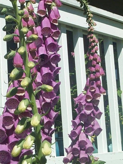 Giant Foxglove Mix Digitalis Purpurea – Colorful Garden Flower Seeds