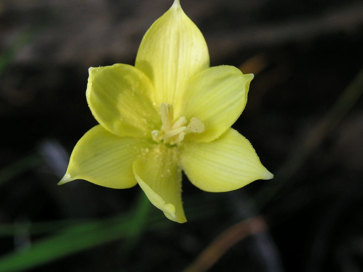 Rain Lily Zephyranthes Jonesii Cooperia Jonesii New - Flower Seeds