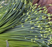 Garlic Chives Seeds Allium Tuberosum Chinese Chives Jiu Cai Vegetable