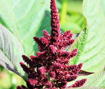 Amaranthus Pygmy Torch Amaranthus Hypochondriacus – Colorful Garden Flower Seeds