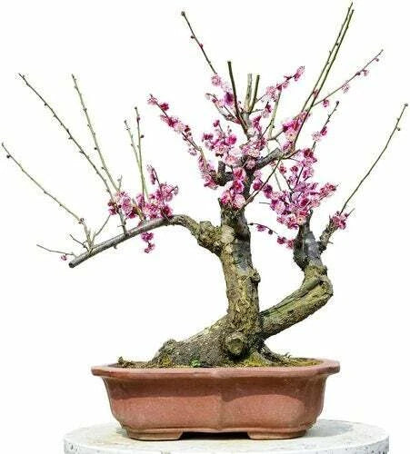 Flowering Plum Bonsai Tree Tree – Flower Seeds