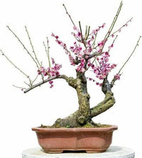 Flowering Plum Bonsai Tree Tree – Flower Seeds