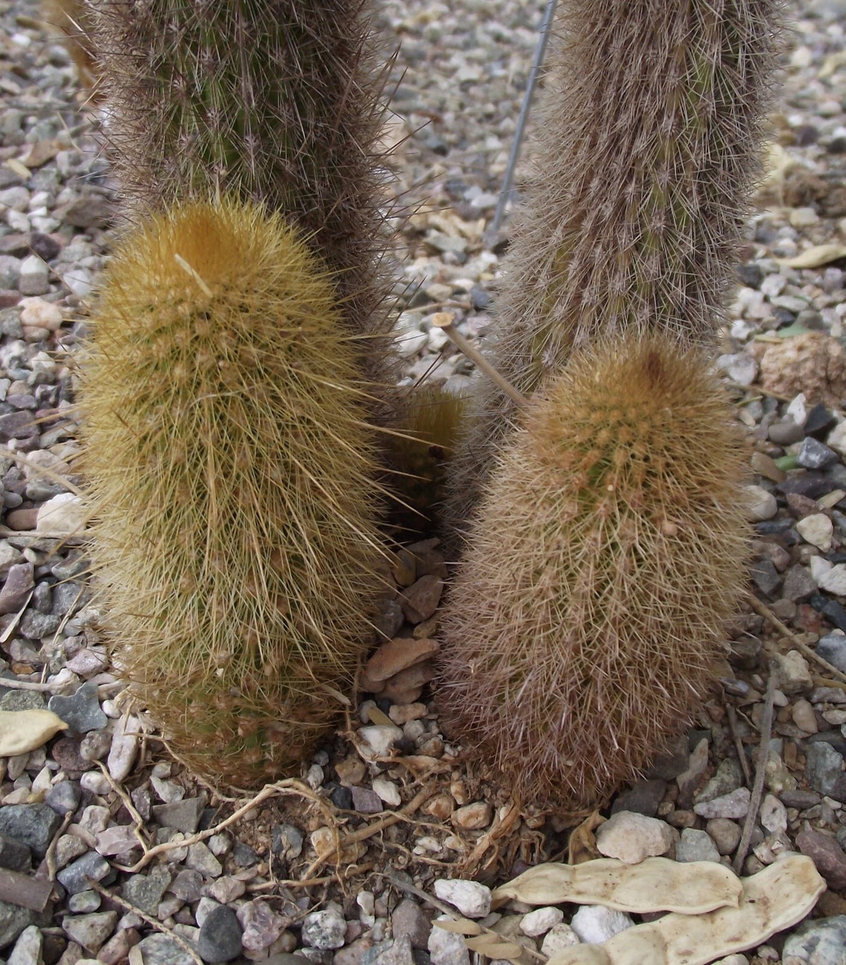 Haageocereus Versicolor – Hardy Cactus Seeds