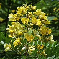 Senna Siamea Cassia Kassod Thailand Shower Tree – Flower Seeds – Product Image