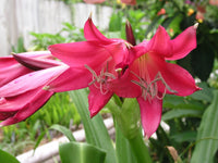 Crinum Lily Fay – Garden Flower Seeds