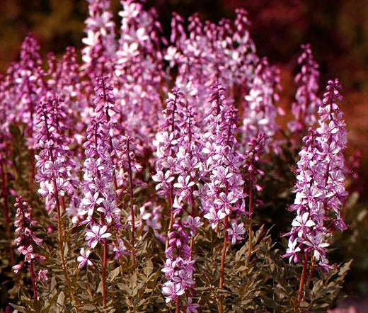 Burning Bush Dictamnus Fraxinella Hardy Garden Flower Seeds