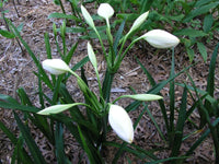 Crinum Lily Jagus – Garden Flower Seeds