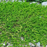 Green Carpet Herniaria Glabra Hardy Ground Cover Seeds